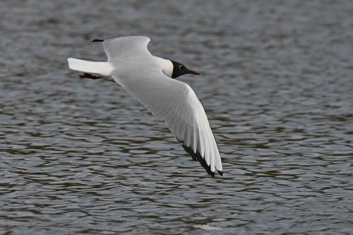 Mouette rieuse