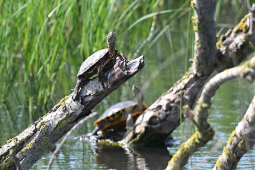 Tortue de Floride