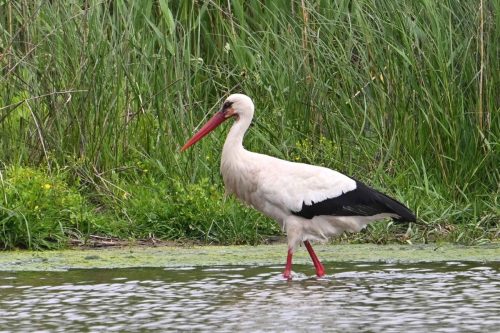 Cigogne blanche