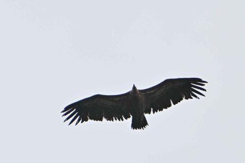 Vautour fauve