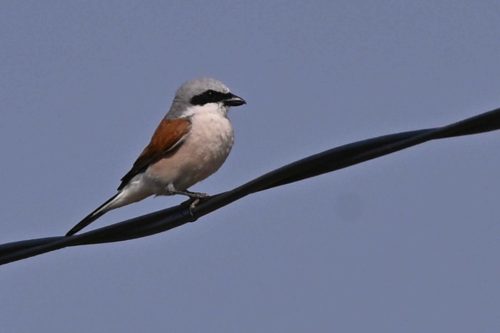 Pie-grièche écorcheur (mâle)