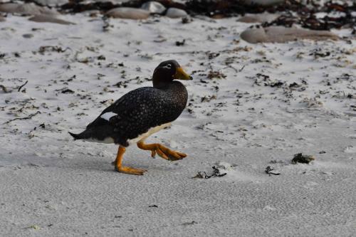 Brassemer des Malouines