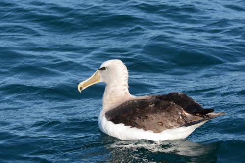Albatros à cape blanche