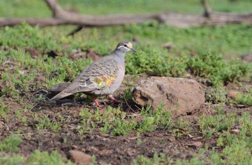 Colombine lumachelle