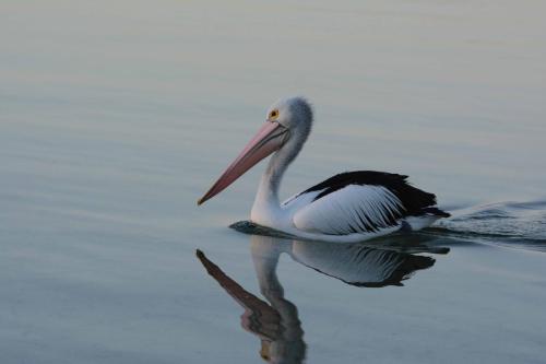 Pélican à lunettes