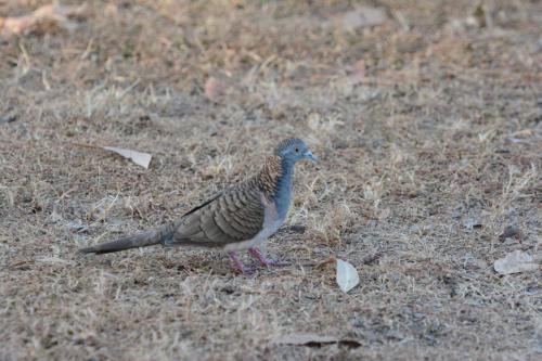 Géopélie à nuque rousse