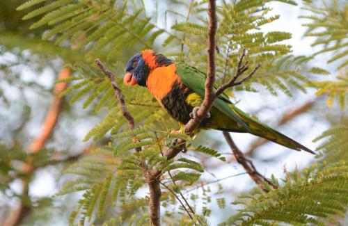 Loriquet à col rouge