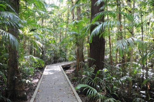 Promenade dans la forêt pluviale tropicale à Fogg Dam