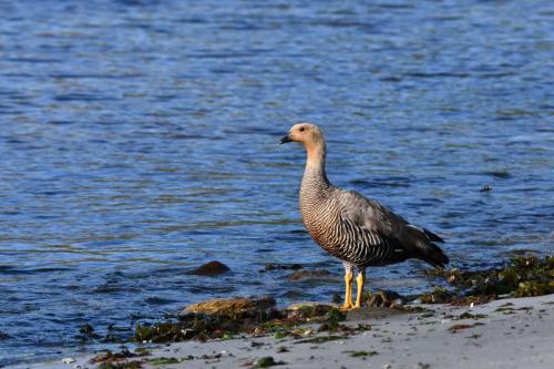 Ouette de Magellan (femelle)