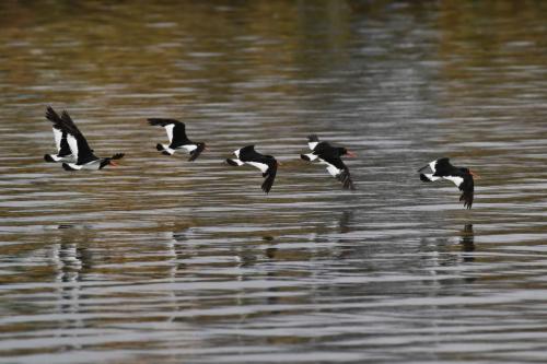 Huîtriers de Garnot