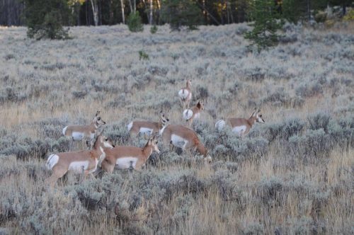 Pronghorns
