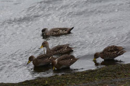Canards à queue pointue 