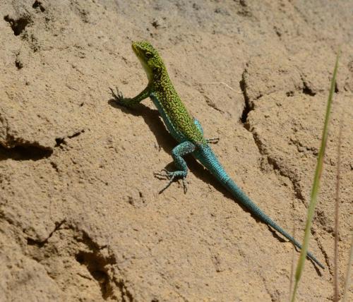 Lézard (Thin tree Lizard)