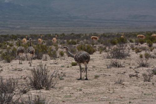 Nandou de la puna