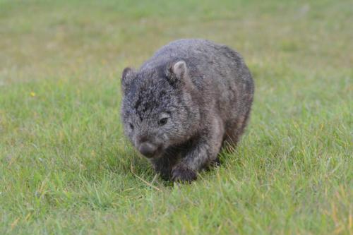 Wombat dans le camping à Kelso au nord de la Tasmanie