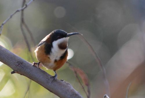 Méliphage à bec grêle