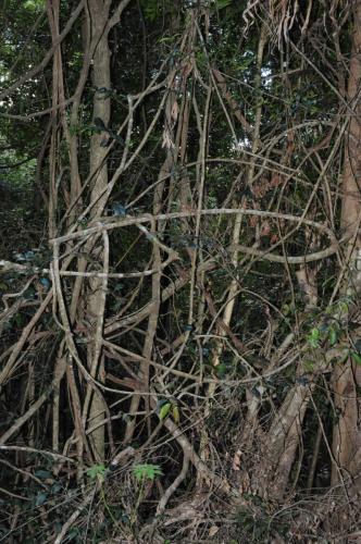 Enchevêtrement de lianes