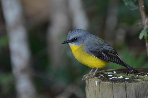 Miro à poitrine jaune