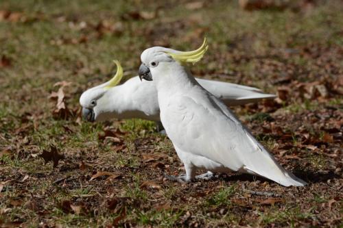 Cacatoès à huppe jaune