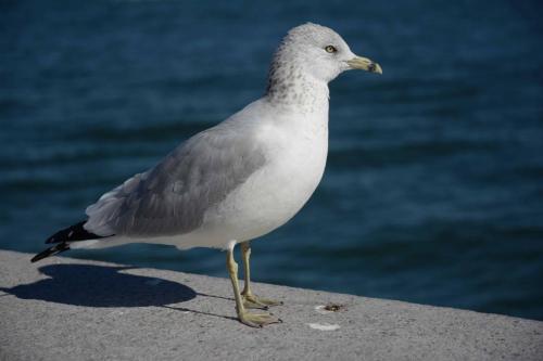 Goéland à bec cerclé