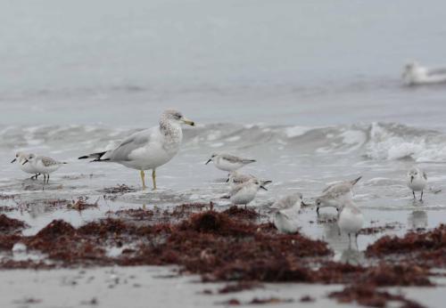 Goleand à bec cercle et Becasseaux sanderling