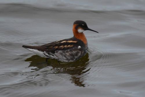 Phalarope à bec étroit