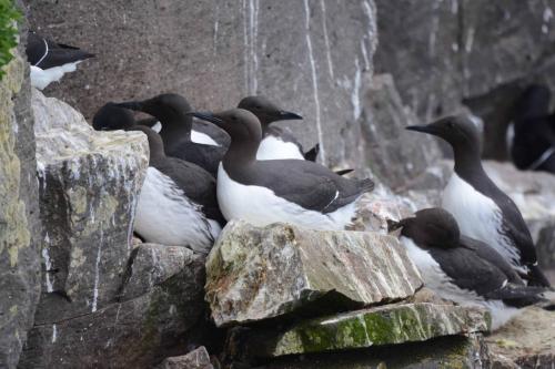 Guillemots de troïl