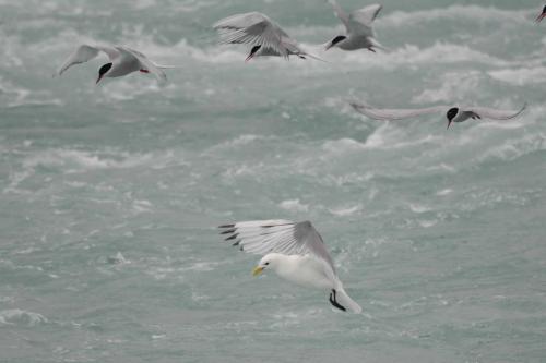 Mouette tridactyle et Sternes arctiques