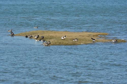 Bernaches cravants et Tadornes de Belon