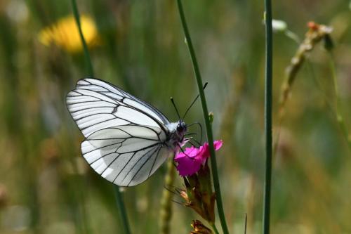 Gazé (Aporia crataegi)