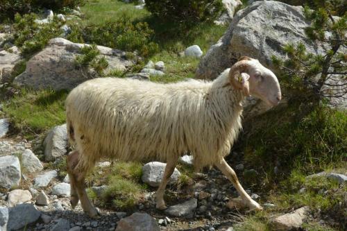 Brebis lourdaise