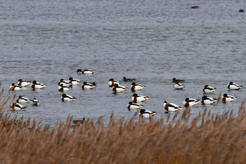 Tadornes de Belon, canards siffleurs
