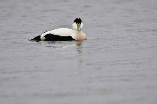 Eider à duvet