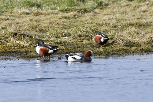Canard siffleur et 2 canards souchets