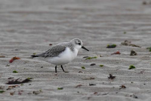 Bécasseau sanderling