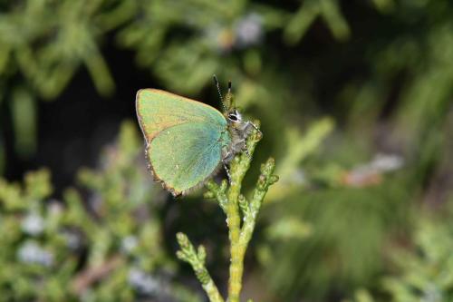 Argus vert (Callophrys rubi)