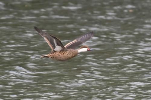 Canard des Bahamas