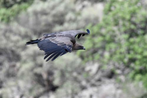 Vautour fauve à Salto del Gitano