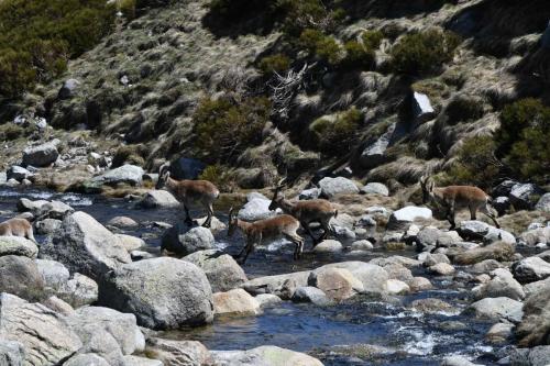 Bouquetins ibériques