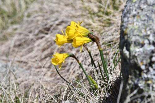 Narcissus graellsii