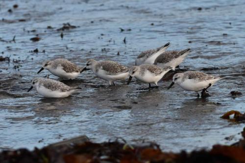Bécasseaux sanderlings