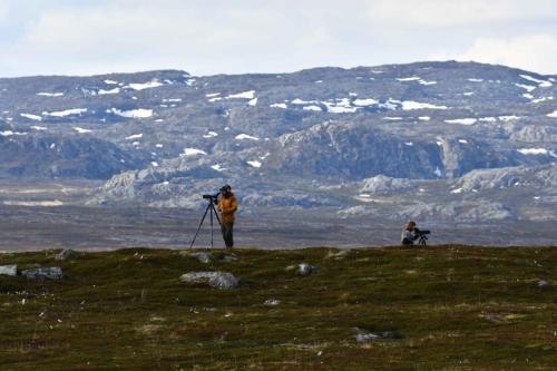 Ornithos finlandais à Nesseby