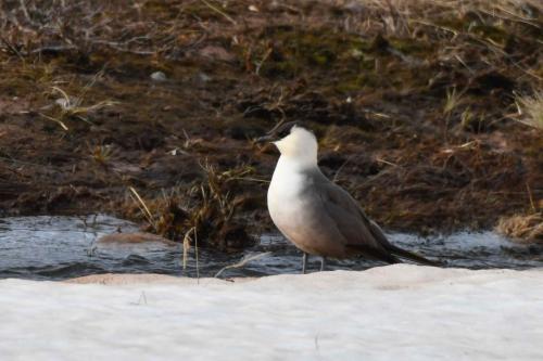 Labbe à longue queue
