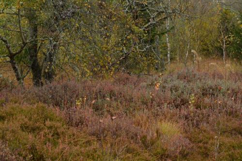 Tourbières de Prénovel