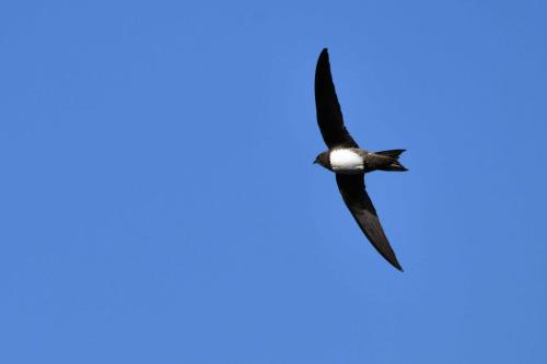 Martinet à ventre blanc