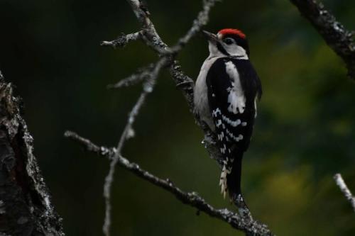 Pic épeiche (jeune)