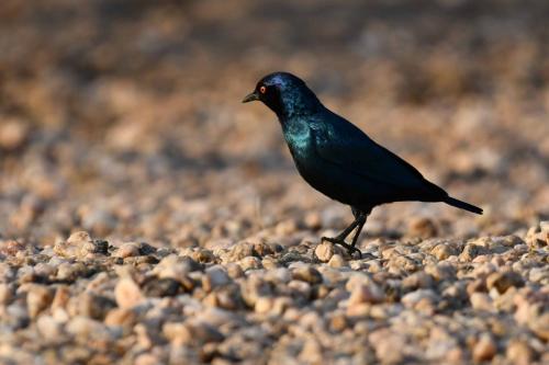 Choucador à épaulettes rouges