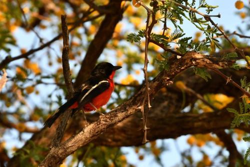 Gonolek rouge et noir