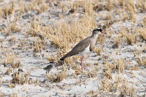 Vanneau couronné avec poussins