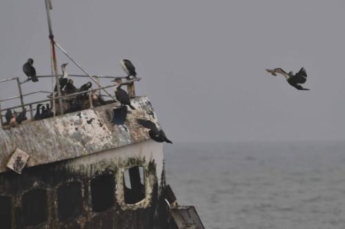 Epave du chalutier Zeila, grands cormorans